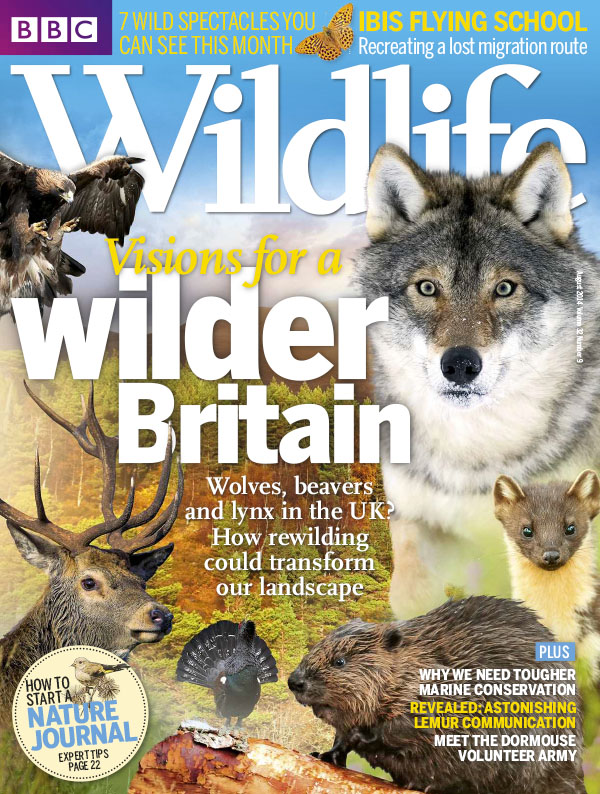 [英国版]bbc wildlife 野生动物杂志 2014年8月刊