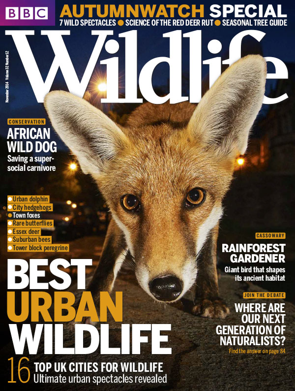 [英国版]bbc wildlife 野生动物杂志 2014年11月刊